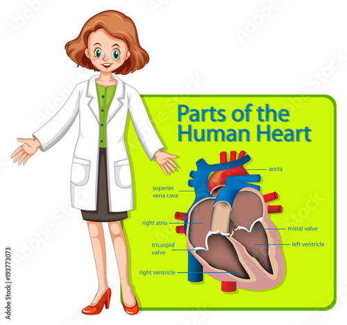Doctor and poster showing parts of human heart