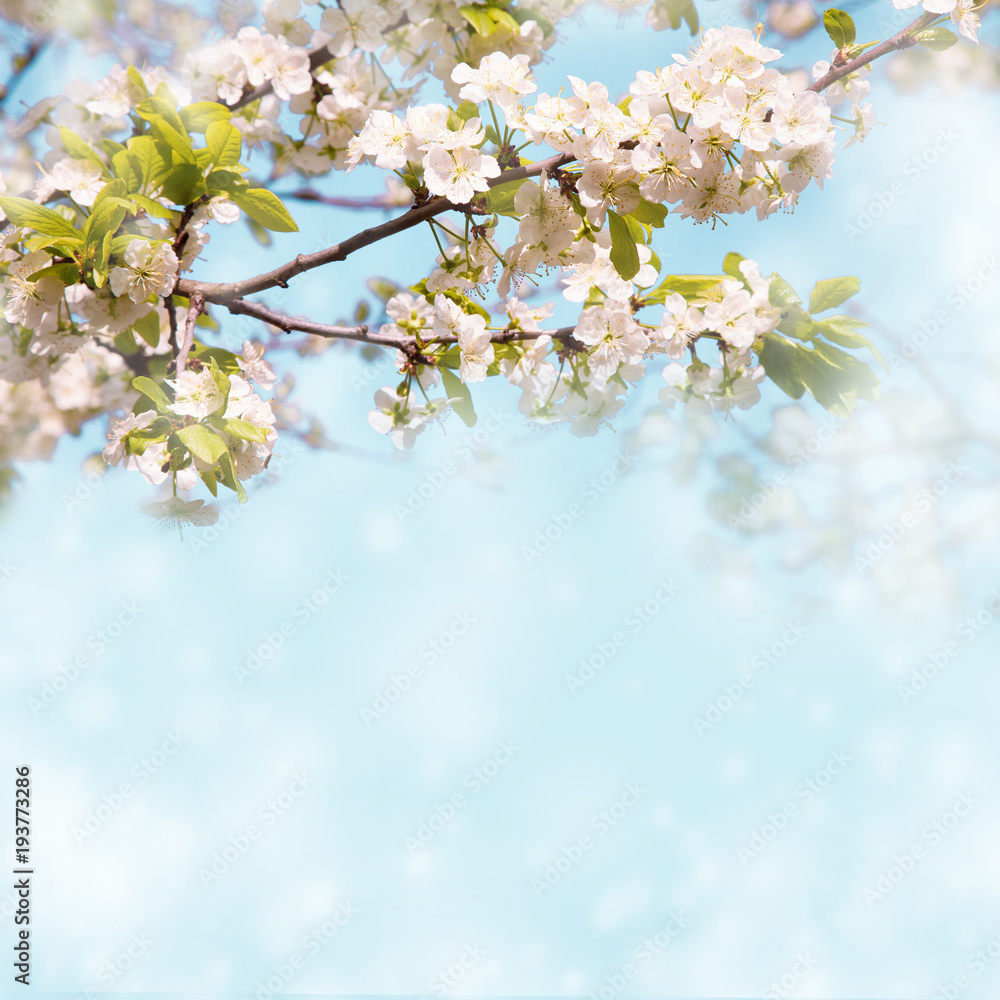 Soft Wallpaper With blossom plum tree Soft Wallpaper With blossom plum tree