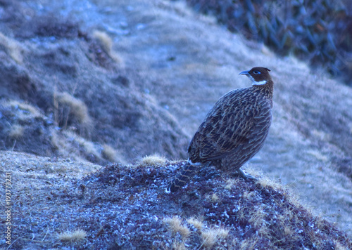 Waking up with Himalayan Bird