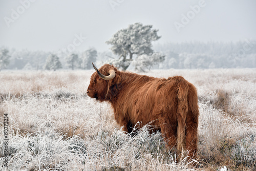 Photography Scottish highlander in a natural winter landscape.