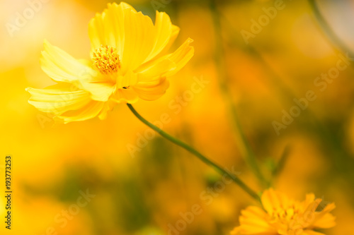 Wallpaper yellow flower in macro close up. © princerko