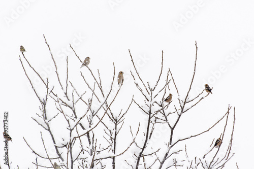 Coccothraustes coccothraustes - Hawfinch flock of birds sitting on branches of a tree.