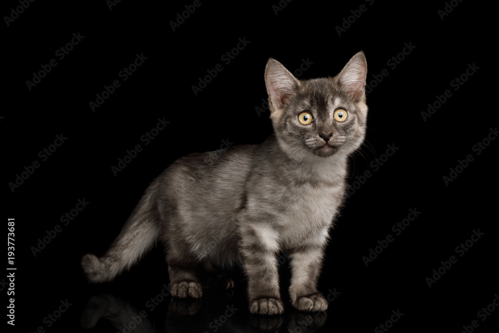 Cute Gray Kitten Standing and looks curious in camera on Isolated Black Background