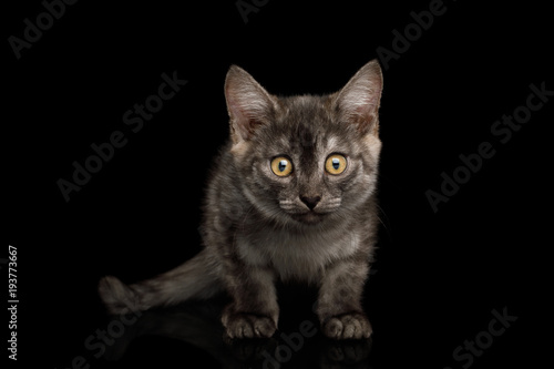 Cute Gray Kitten curious Stare in camera on Isolated Black Background