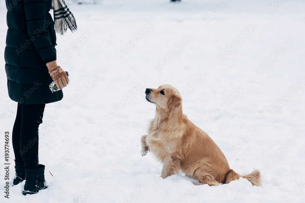 Photo of girl and labrador in winter park for walk