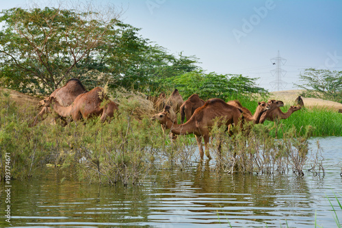 Camels in desrt lake