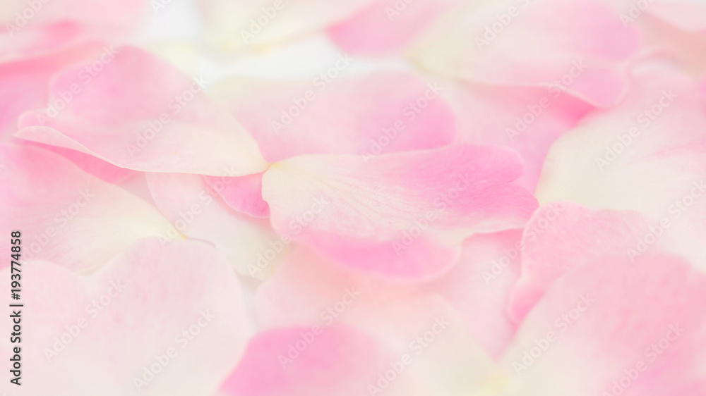 Close up of white and pink rose flower for a background, soft focus.
