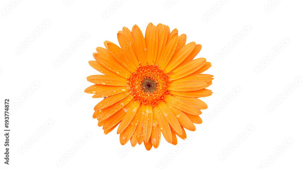 Orange gerbera flower on a white background. Orange gerbera flower on a white background.