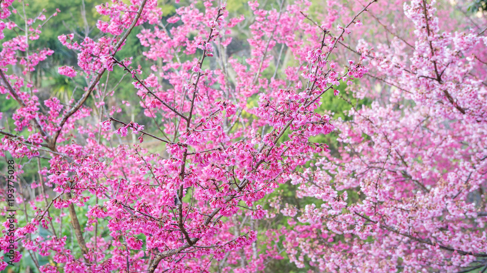 Pink cherry blossom (sakura) in a garden. Pink cherry blossom (sakura) in a garden.