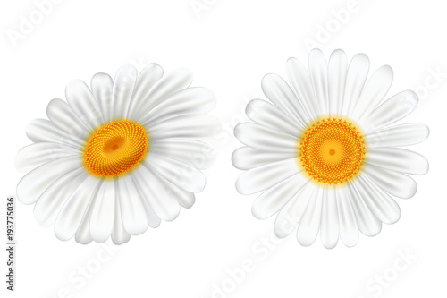 Set white camomile on white background, vector illustration.