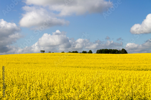 Landscape with rapeseed flowers.