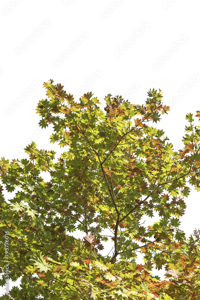 Spring maple leaf color change red green yellow orange on white background of file with Clipping Path . Spring maple leaf color change red green yellow orange on white background of file with Clipping Path .