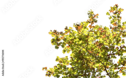 Spring maple leaf color change red green yellow orange on white background of file with Clipping Path . © oatautta