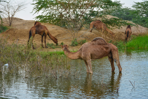 Camels in desrt lake © Naushad