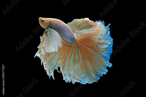 Tableau sur toile Siamese fighting fish isolated on black background,Yellow Half moon betta fish