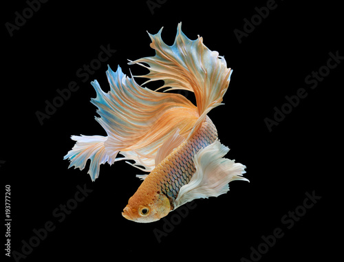 Siamese fighting fish isolated on black background,Yellow Half moon betta fish