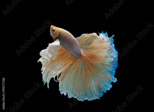 Siamese fighting fish isolated on black background,Yellow Half moon betta fish