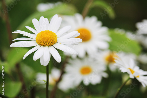 Fototapeta Naklejka Na Ścianę i Meble -  Daisy field in summer 