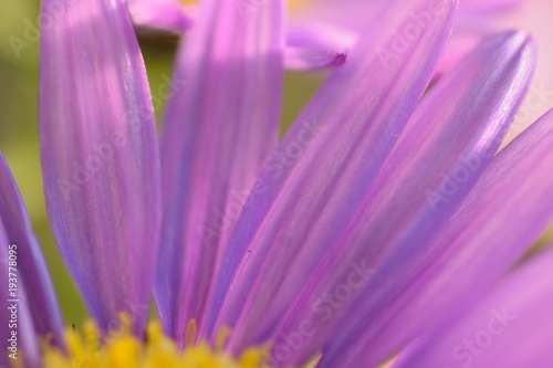 Macro texture of vibrant pink colored Daisy flower with water droplets