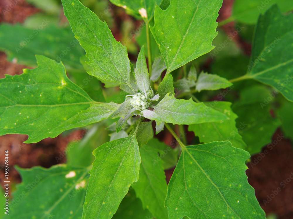Chenopodium album - lamb's quarters, melde, goosefoot or fat-hen Chenopodium album - lamb's quarters, melde, goosefoot or fat-hen