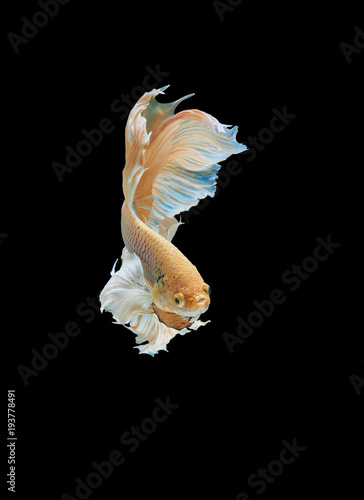 Siamese fighting fish isolated on black background,Yellow Half moon betta fish