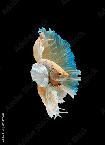 Siamese fighting fish isolated on black background,Yellow Half moon betta fish