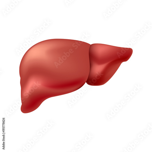 liver isolated on white background photo