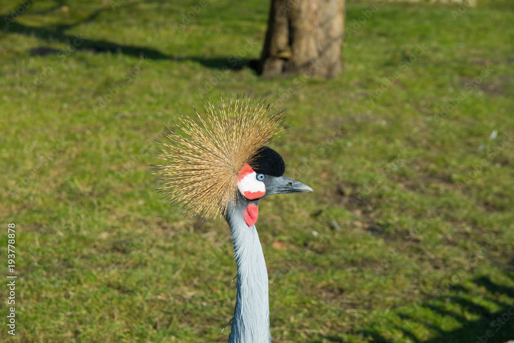 Fototapeta premium head of a black croned crane