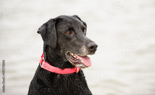 Black Labrador Retriever dog outdoor portrait against water