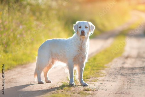 dog summer on the nature