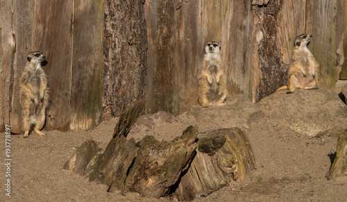Fényképezés Meerkats take a sun bath