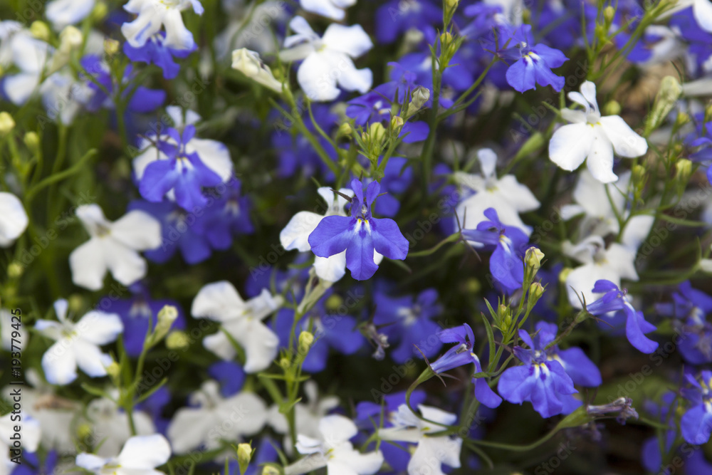 Flowering lobelia