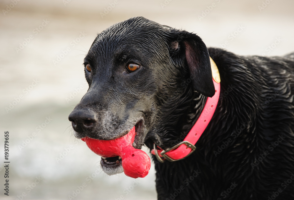 Black Labrador Retriever dog outdoor portrait holding red toy Black Labrador Retriever dog outdoor portrait holding red toy