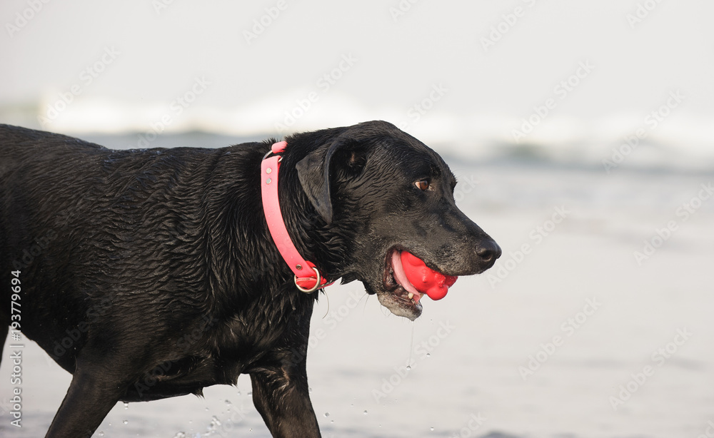 Black Labrador Retriever dog outdoor portrait holding red ball