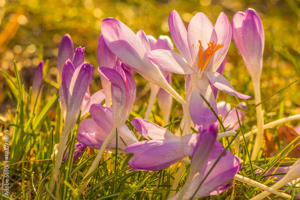 Crocus, plural crocuses or croci is a genus of flowering plants in the iris family. A single crocus, a bunch of crocuses, a meadow full of crocuses, close-up crocus Crocus, plural crocuses or croci is a genus of flowering plants in the iris family. A single crocus, a bunch of crocuses, a meadow full of crocuses, close-up crocus
