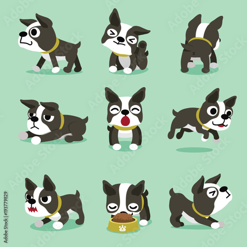 Cartoon character boston terrier dog poses