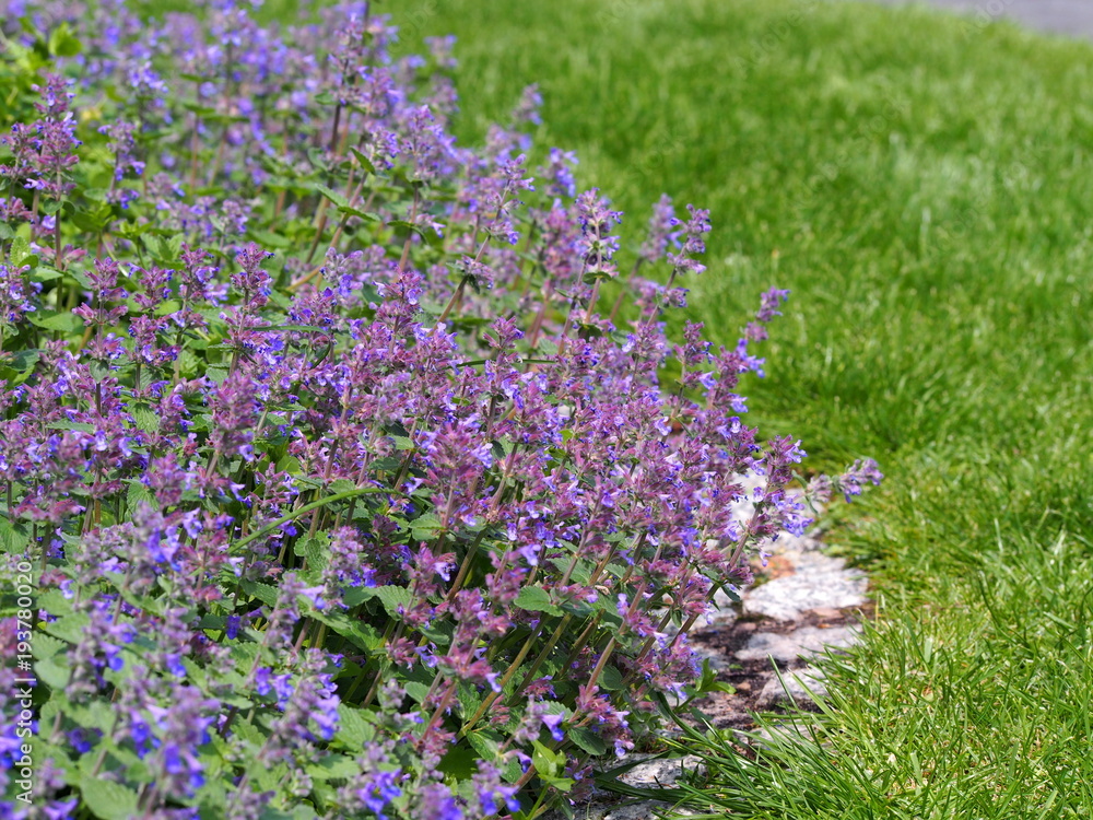 Obraz premium Nepeta faassenii (catmint, Faassen's catnip) in full bloom 
