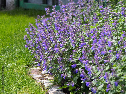Nepeta faassenii (catmint, Faassen's catnip) in full bloom 