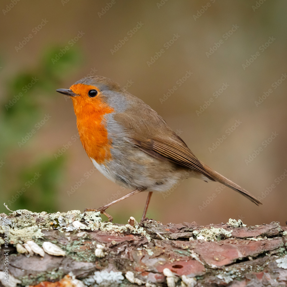 Pretty bird With a nice orange red plumage Pretty bird With a nice orange red plumage