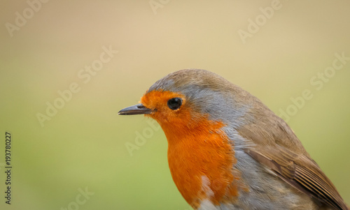 Pretty bird With a nice orange red plumage