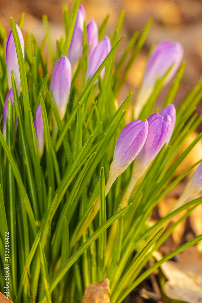 Crocus, plural crocuses or croci is a genus of flowering plants in the iris family. A single crocus, a bunch of crocuses, a meadow full of crocuses, close-up crocus Crocus, plural crocuses or croci is a genus of flowering plants in the iris family. A single crocus, a bunch of crocuses, a meadow full of crocuses, close-up crocus