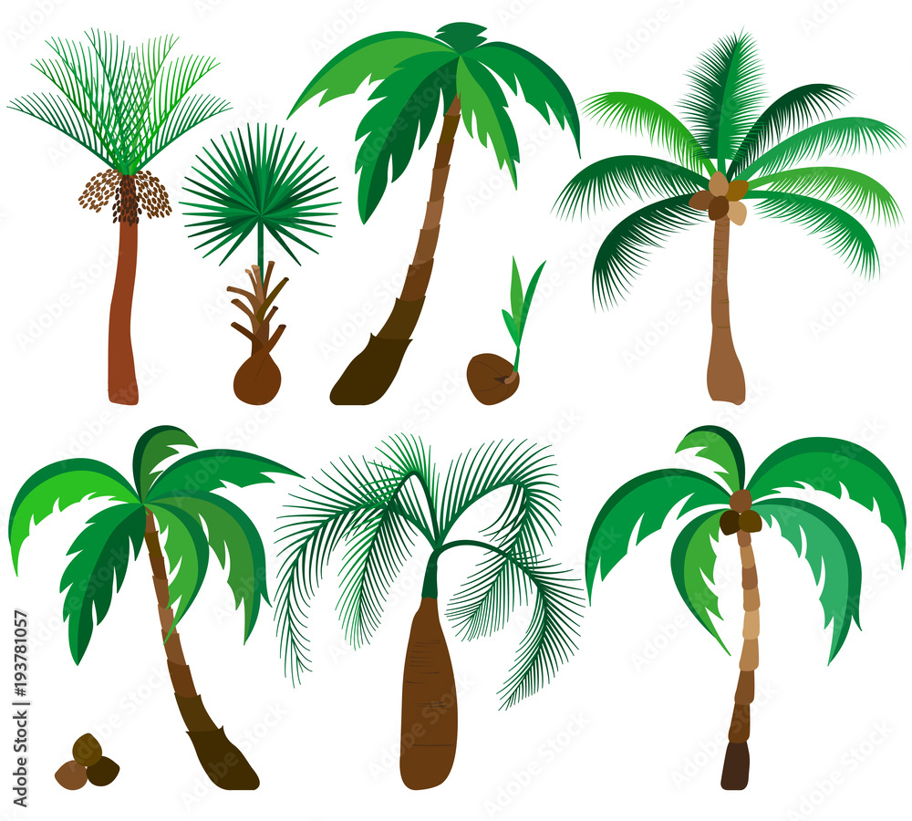Naklejka premium Set of palm trees isolated on white background. Beautiful vector palm trees illustration.