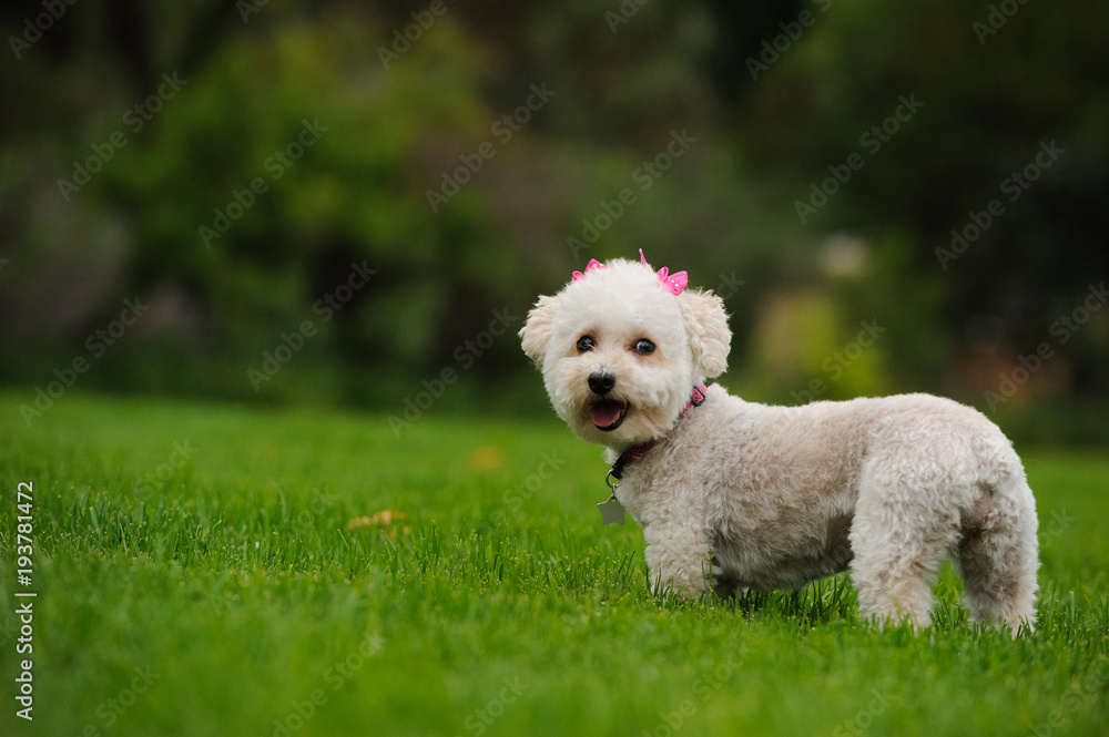 White Miniature Poodle outdoor portrait standing in grass