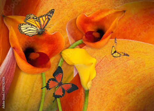 Fototapeta Pomarańczowe i żółte kalie z motylami