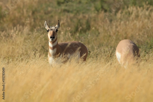 Pronghorn walking in grass, Wyoming, Yellowstone National Park photo