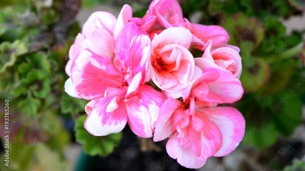 A nice red geranium in the garden