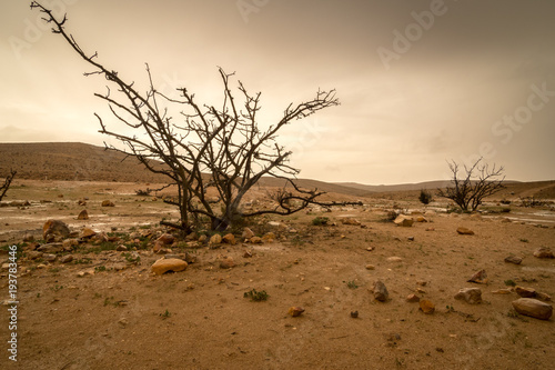 Winter In the Desert Southern Israel