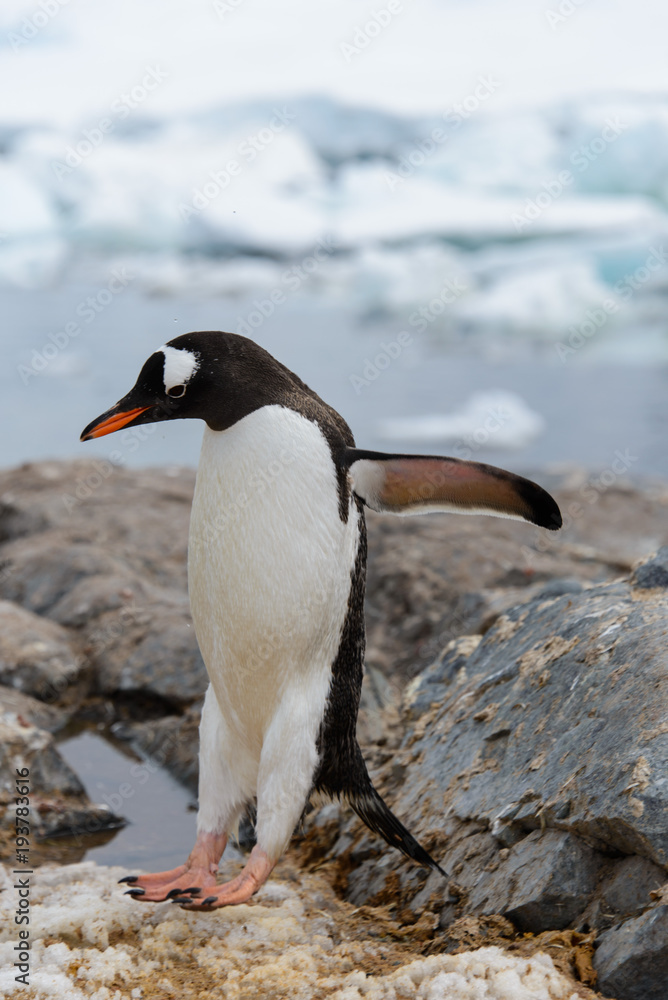 Obraz premium Gentoo penguin flying