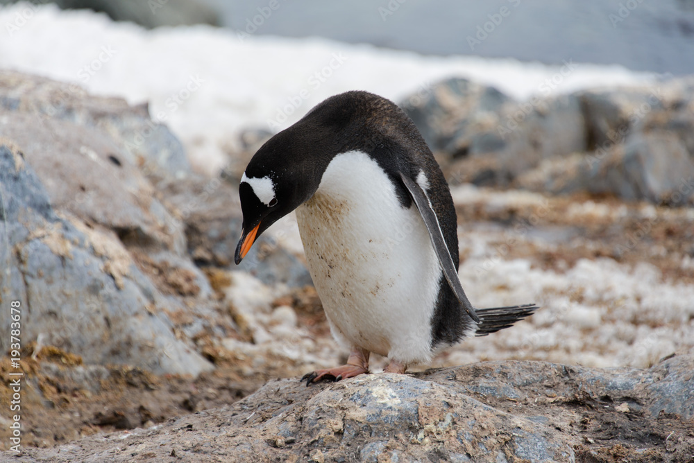 Naklejka premium Gentoo penguin going