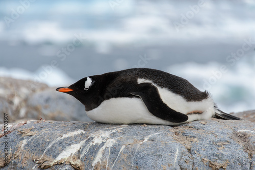 Gentoo penguin laying on stone